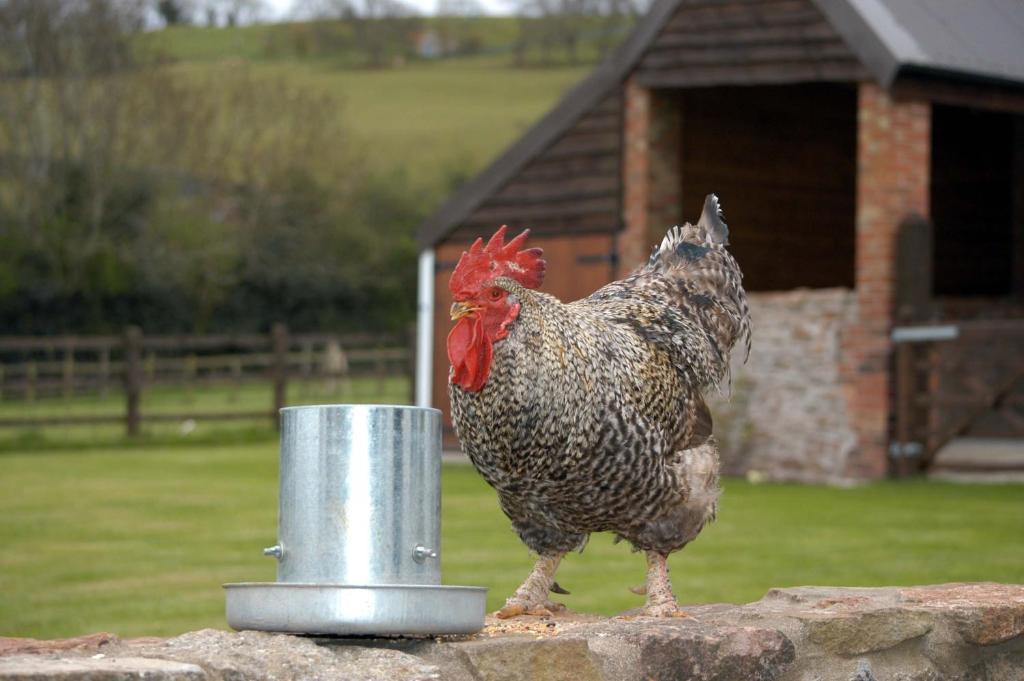 Bed and Breakfast School Farm Blagdon Номер фото