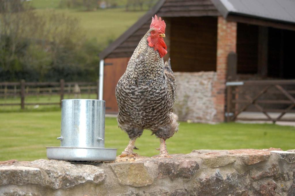 Bed and Breakfast School Farm Blagdon Экстерьер фото